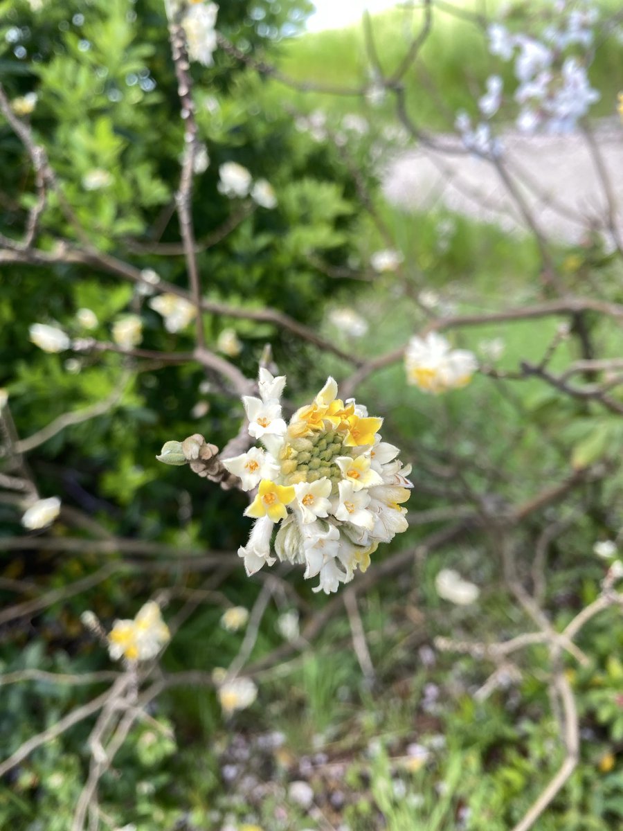 Akemi Madras tweet media