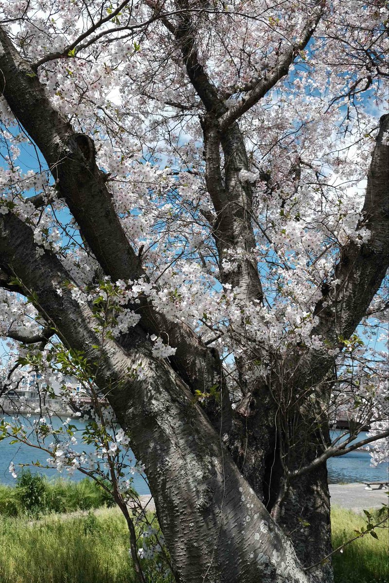 Akemi Madras tweet media