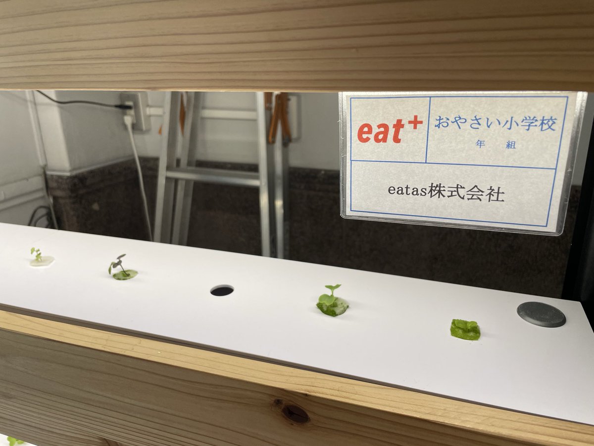 omami_eiyoshi's tweet photo. 日々、成長
愛おしい🌱

#FGNFARM 
#OYASAI #eatas https://t.co/CAggmNnvv6