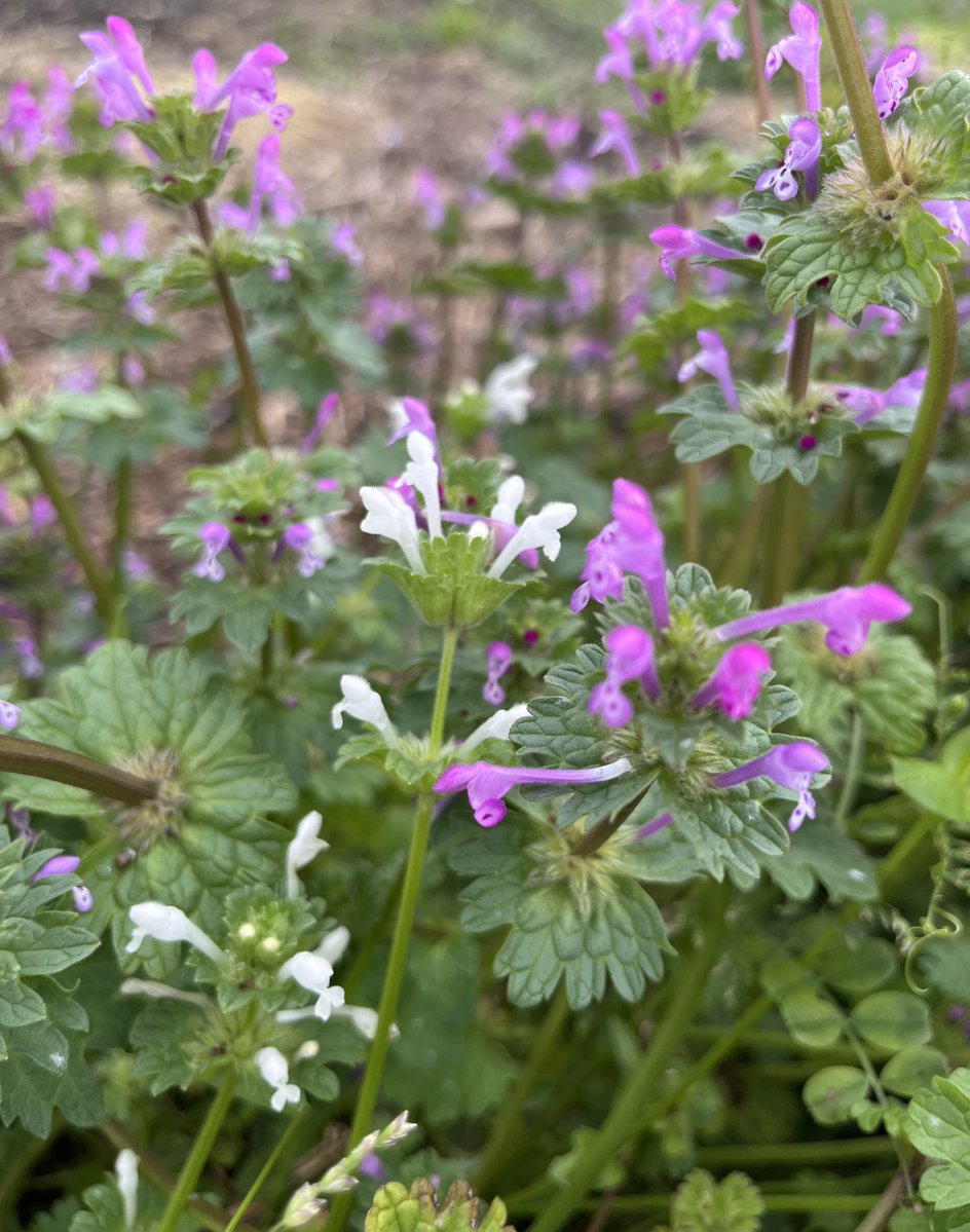 しん🌿植物オタクな中学生 tweet media