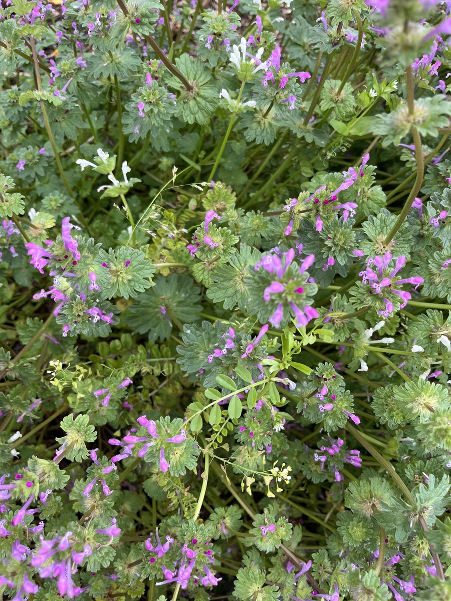 しん🌿植物オタクな中学生 tweet media