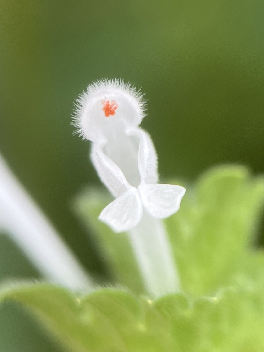 しん🌿植物オタクな中学生 tweet media