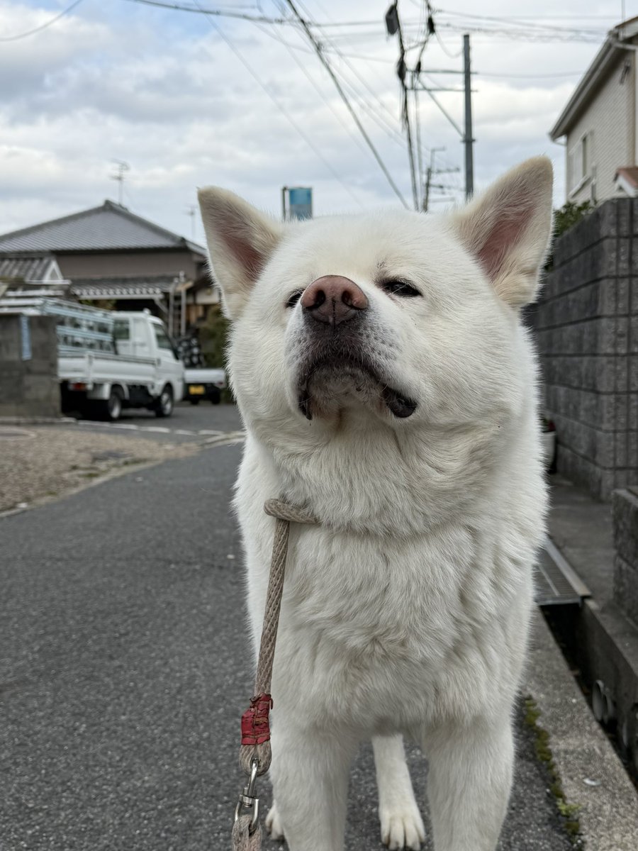 ポートレート📸✨

途中で兄貴分の🐶と出会って
一緒にお散歩したり
大好きなお友達🐶に出会って
ウハウハ🎶

楽しかったね🤗💕
しかし　薄着で行ったなる姐は
寒かったよーー💦💦