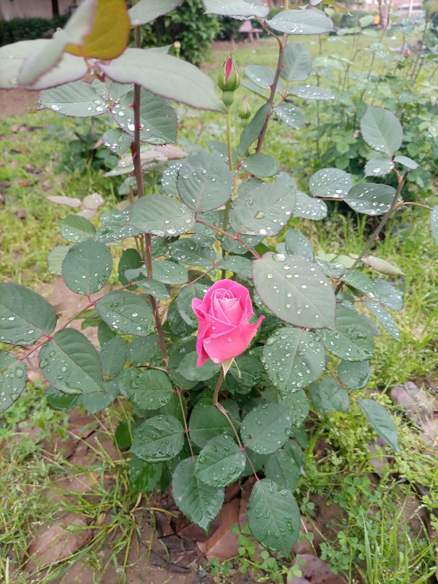 Maira Sultan tweet media