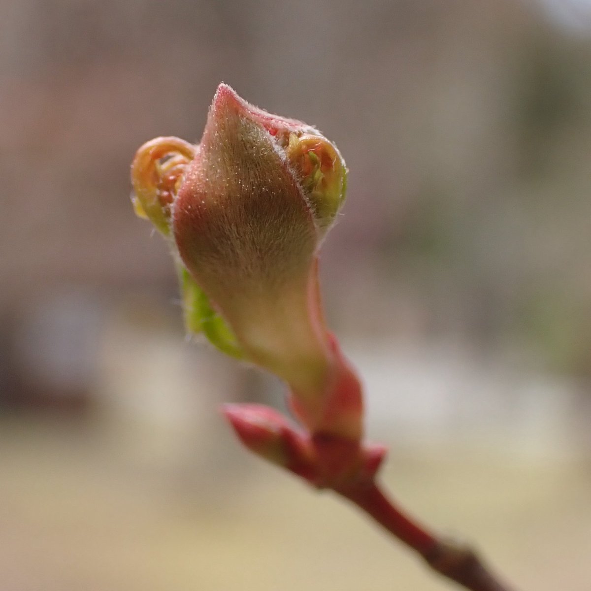 やまもも tweet media