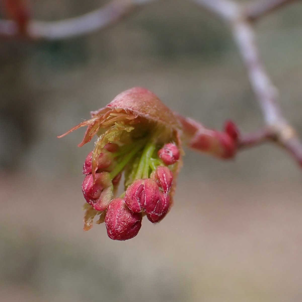 やまもも tweet media