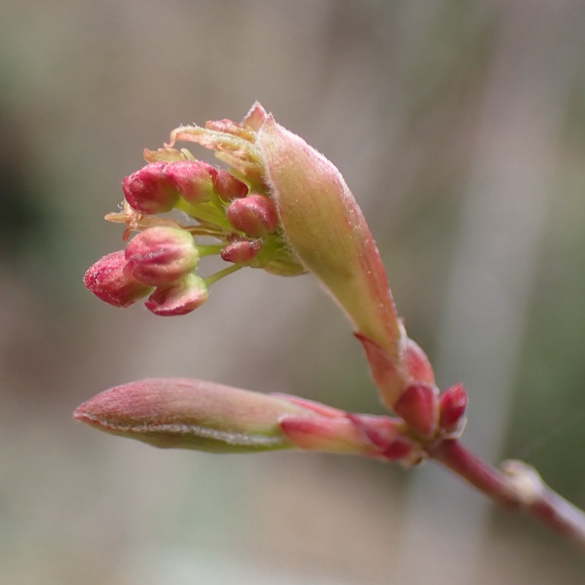 やまもも tweet media