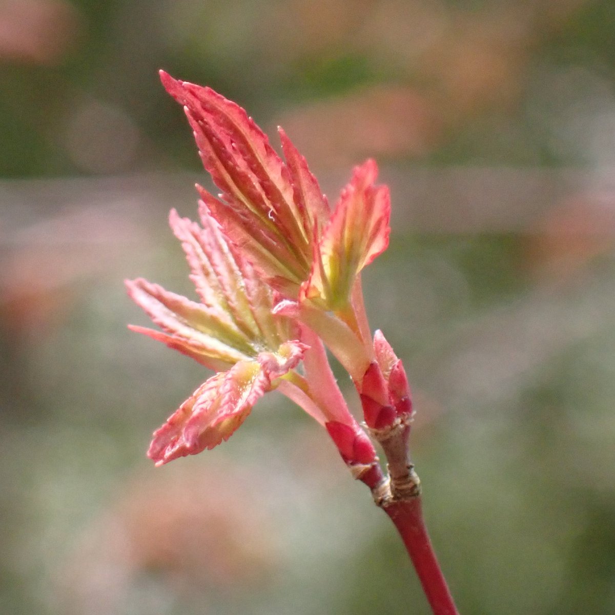 やまもも tweet media