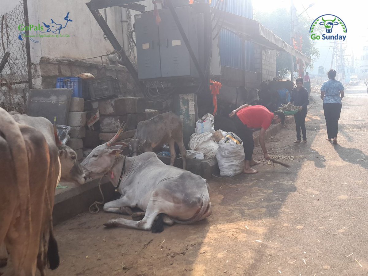 GoPals - Desi Gou Awareness Mission tweet media