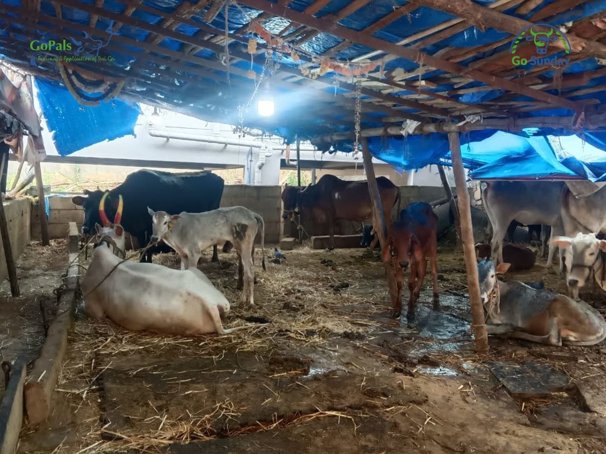 GoPals - Desi Gou Awareness Mission tweet media