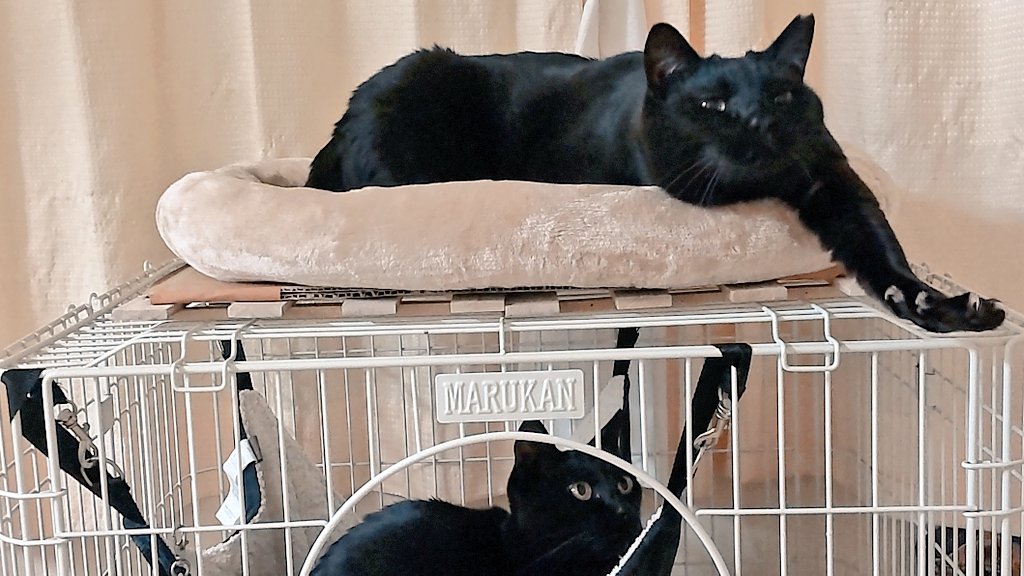 mossai(もっさい) tweet media