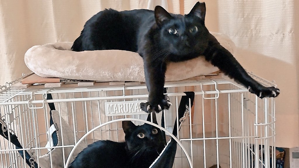 mossai(もっさい) tweet media