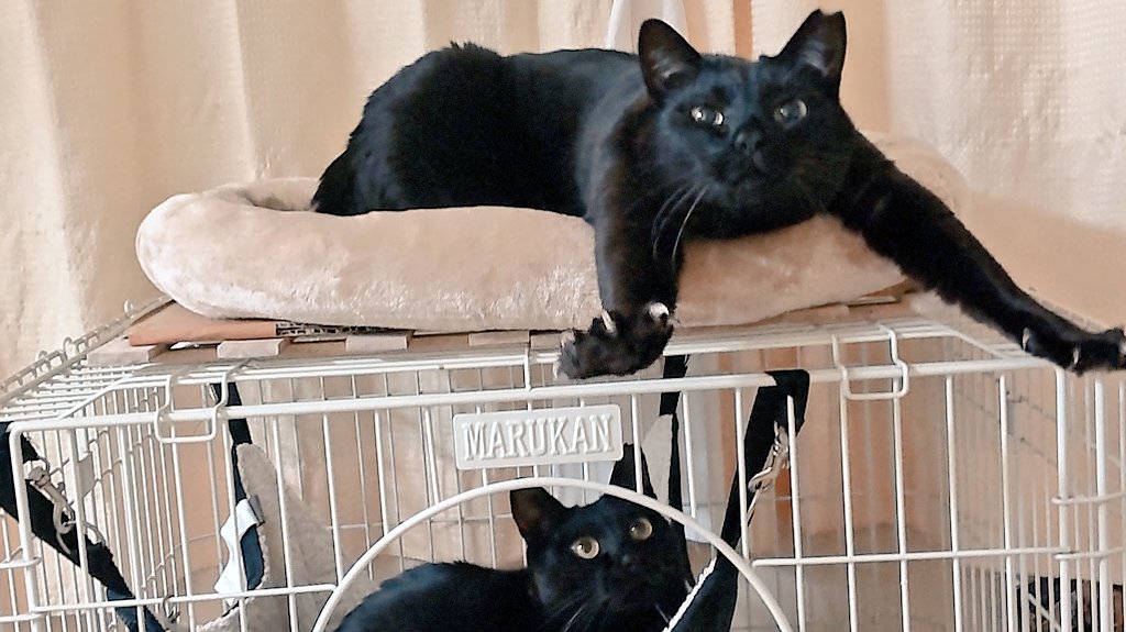 mossai(もっさい) tweet media