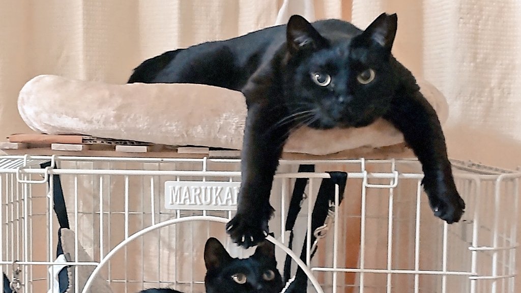 mossai(もっさい) tweet media