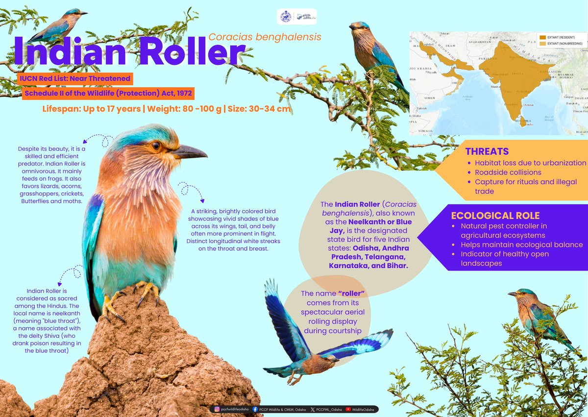 PCCFWL_Odisha's tweet photo. THE INDIAN ROLLER IS MORE THAN JUST A BEAUTIFUL BIRD!
#indianroller #coraciasbenghalensis #neelkanth #birdsofindia #odishawildlife #wildlifeindia #birdlovers #avianlife #natureconservation #biodiversity #grasslandbirds #ecologicalbalance #pestcontrol #naturelovers #wildlifephotography