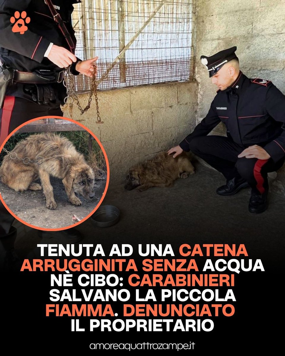 AmoreAQuattro Zampe tweet media
