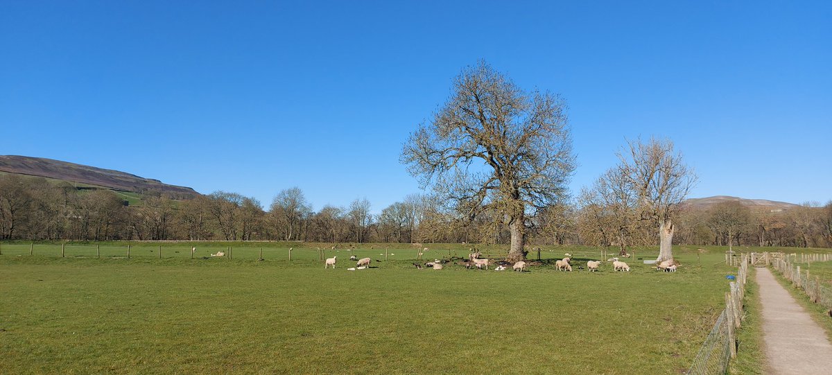 AnnDHenderson's tweet image. Morning walk @yorkshire_dales #Swaledale. A beautiful day. #TimeOut