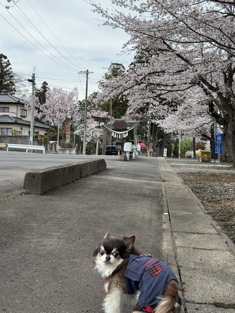 PatraRook's tweet photo. やっと🌸咲いた✨ https://t.co/ppaiQ5hSNs