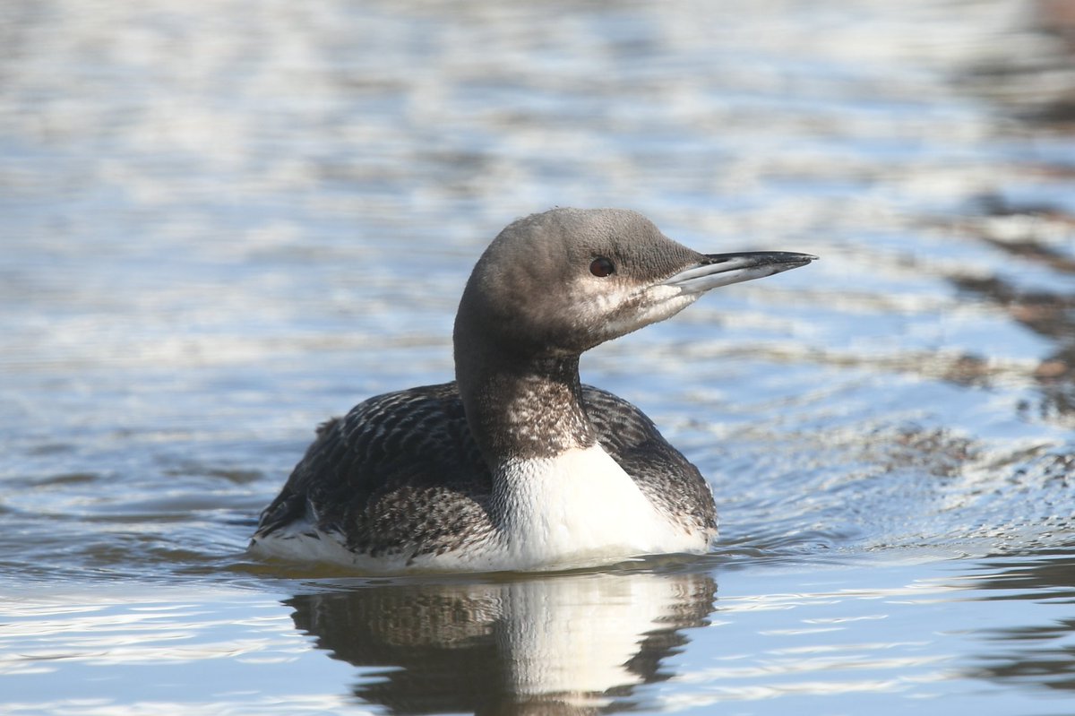 andyhood75's tweet photo. Black-throated Diver giving point blank views here at Flamboro yesterday. A crazy record on a very small pond...!! https://t.co/jnTh1o8Sp8