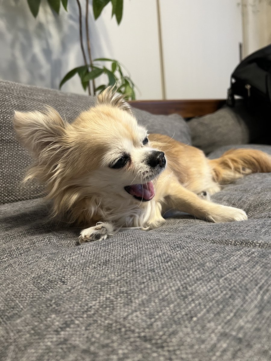 ぽりふぉ tweet media