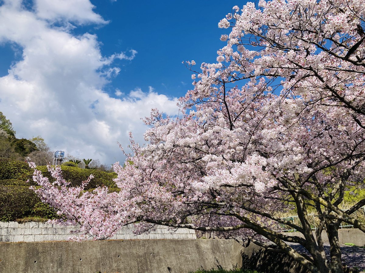 けねす tweet media