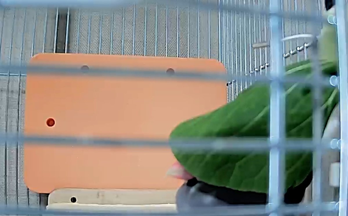 こめむぎ tweet media