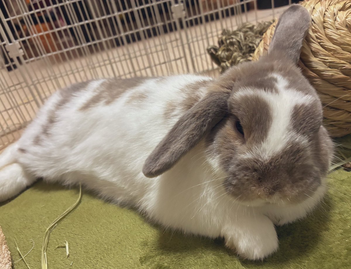 🐰まふぃあ&はです (あのめ趣味アカウント) tweet media