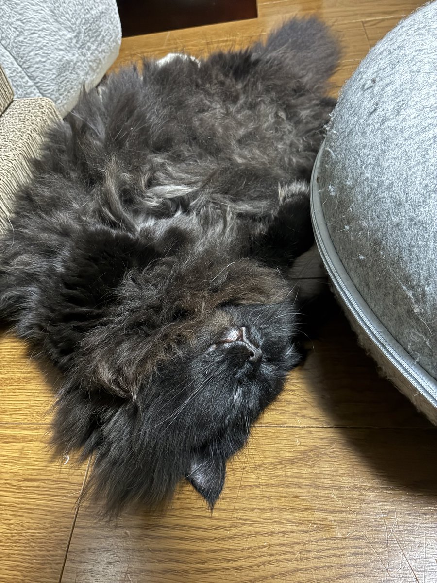 藍内友紀（ササクラ） tweet media