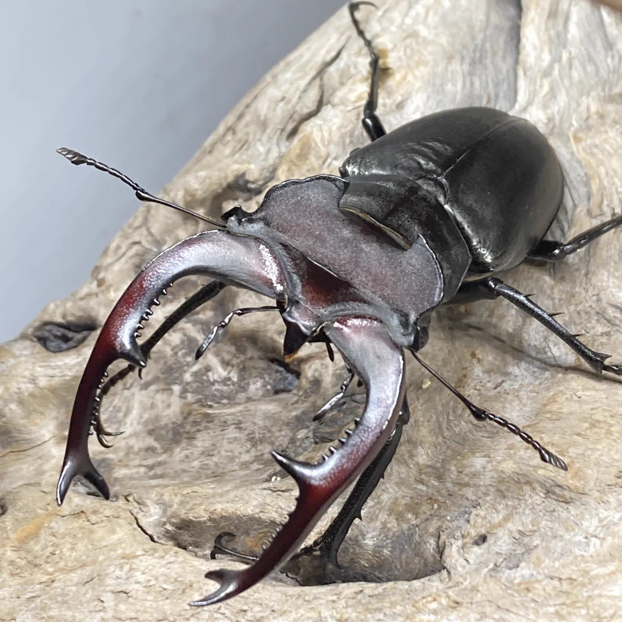 nk.dorcus on X: 
