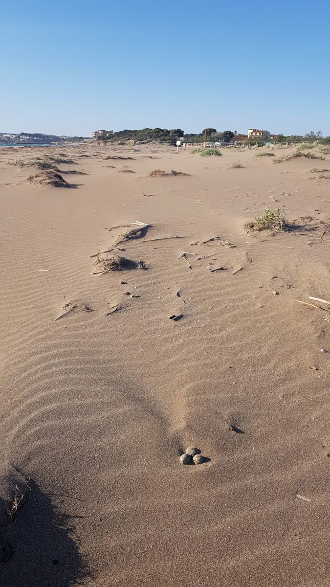 Sílvia Paneque tweet media