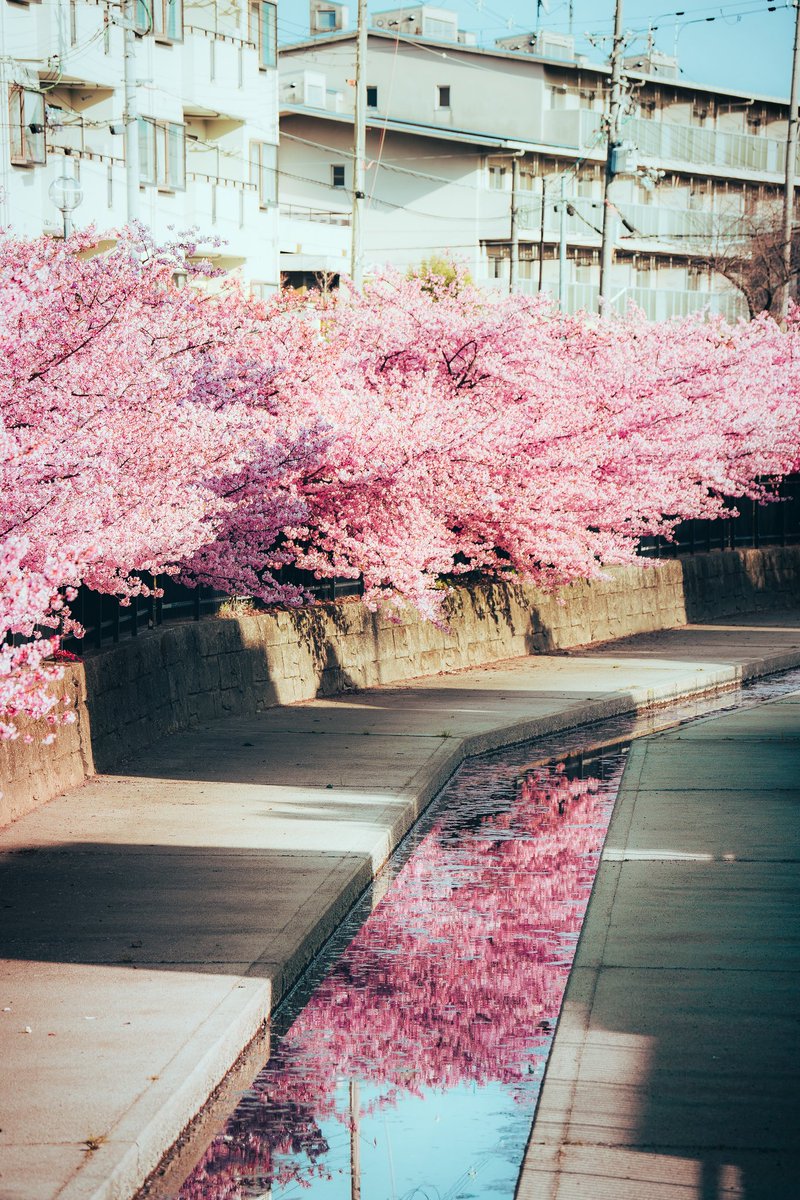 texa_15_02s's tweet photo. Spring | Kyoto https://t.co/TdDKF0pJtN