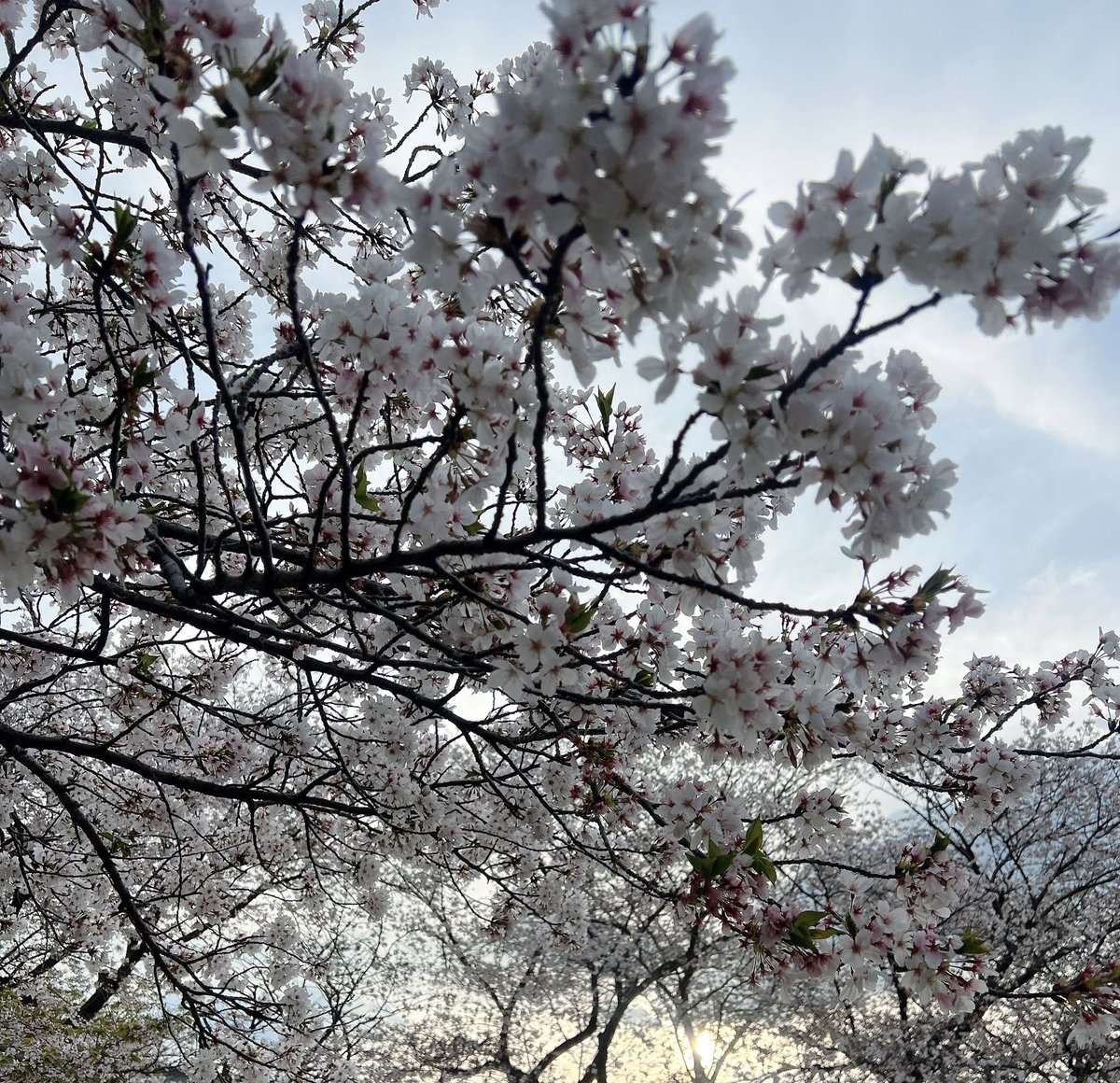 桜一華🌸⚔ tweet media