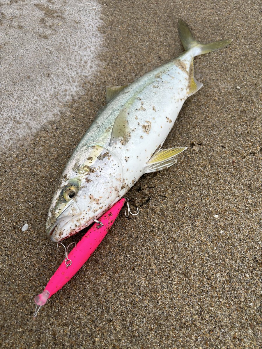 ダースー🐿️ tweet media