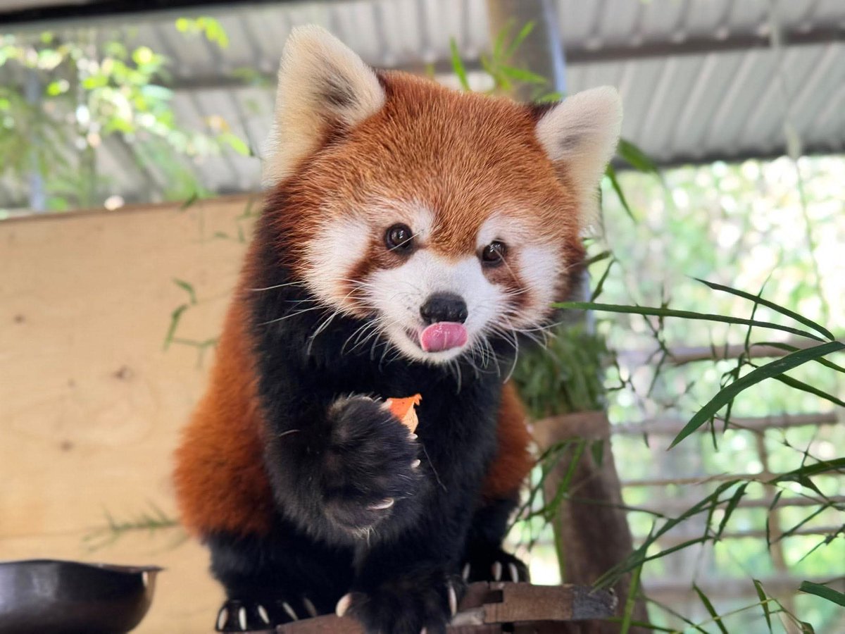 สวนสัตว์เปิดเขาเขียว Khao Kheow Open Zoo tweet media