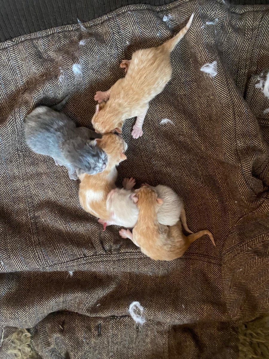 しょも tweet media