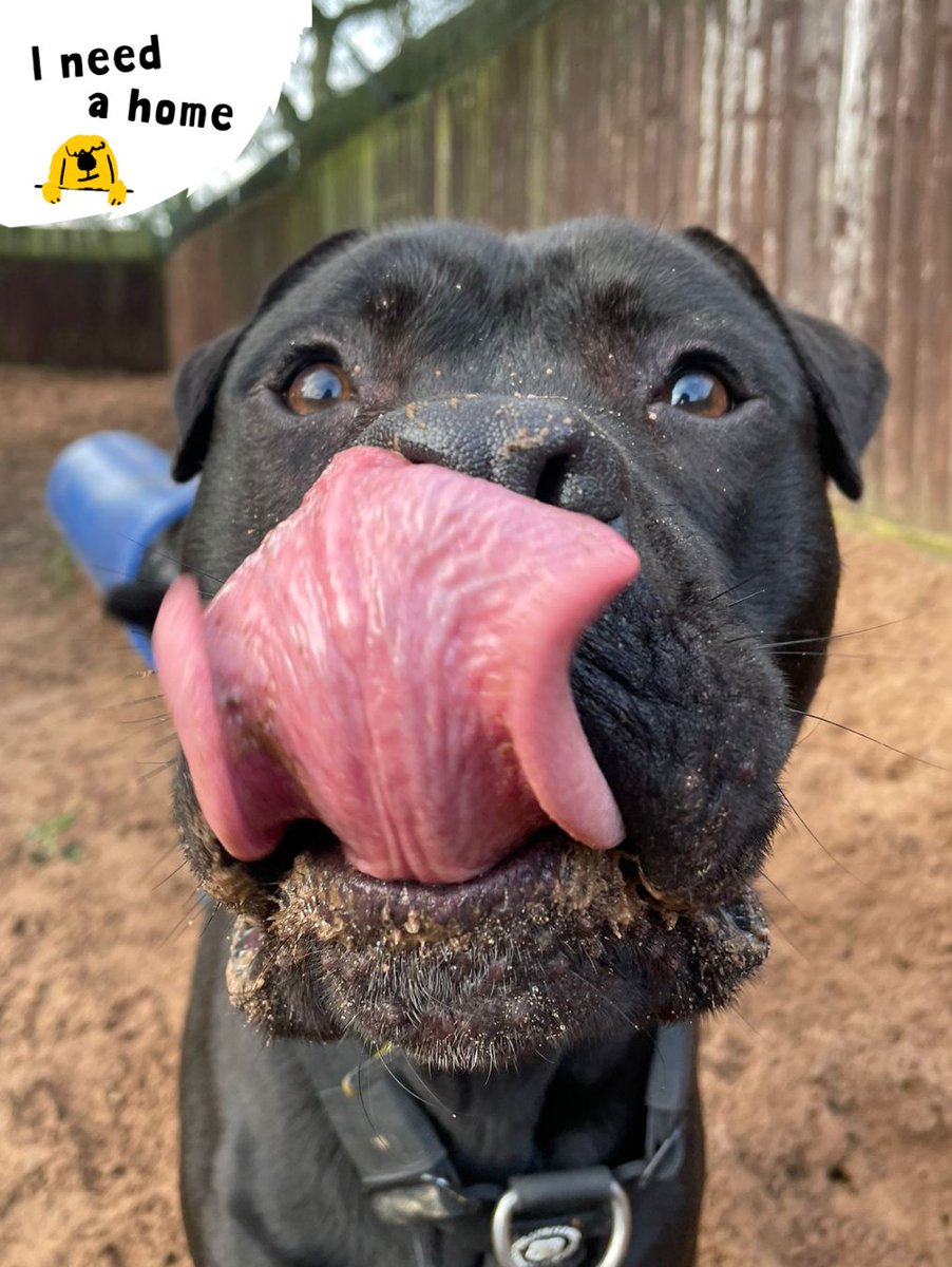 DT_Kenilworth's tweet photo. What’s better than one #TongueOutTuesday? Three! 👅
Our Dog of the Month, Mason, couldn’t pick just one look, so we didn’t either! This handsome boy is still searching for his forever home 🏡💛
#INeedAHome #AdoptMe #Rehome #RescueDog #Adopt #Mastiff #Crossbreed https://t.co/U2osc06PqW