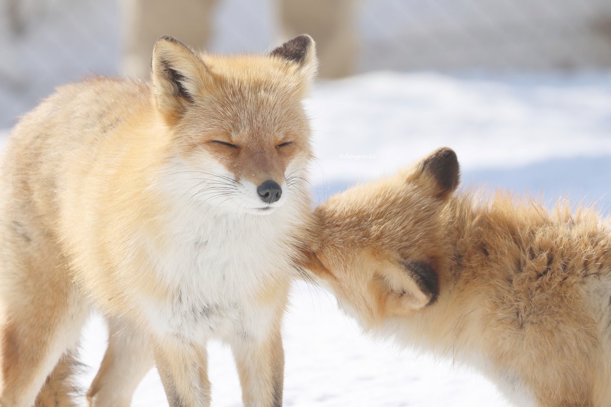 Cheng-Ren🦊🐺 tweet media