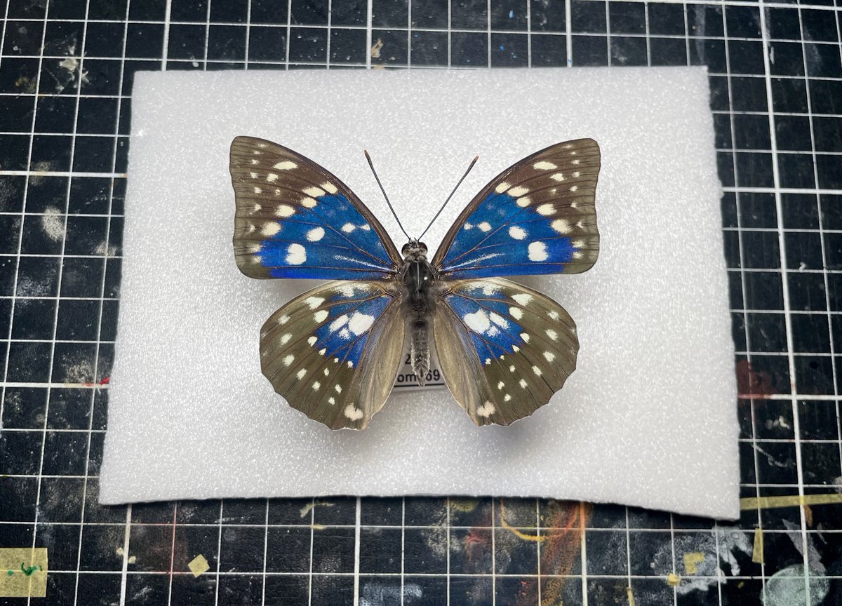 偽・冥王円 tweet media