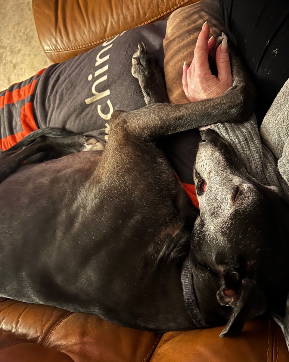 Forever Hounds Trust tweet media