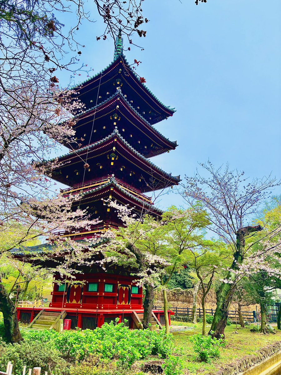 andosyk's tweet photo. お花見行ってきましたー🌸

ちょっと葉桜になってたけど、桜はいいですなぁー☺️ https://t.co/jY42Td2e1A