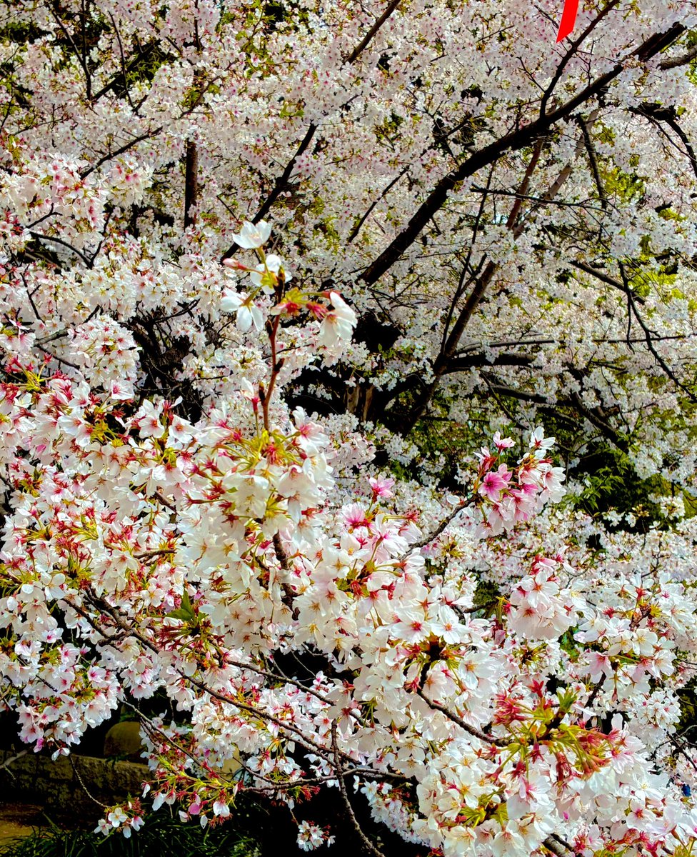 andosyk's tweet photo. お花見行ってきましたー🌸

ちょっと葉桜になってたけど、桜はいいですなぁー☺️ https://t.co/jY42Td2e1A