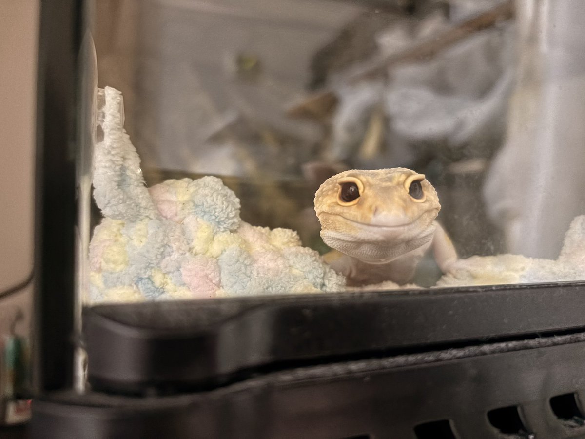 もなか tweet media