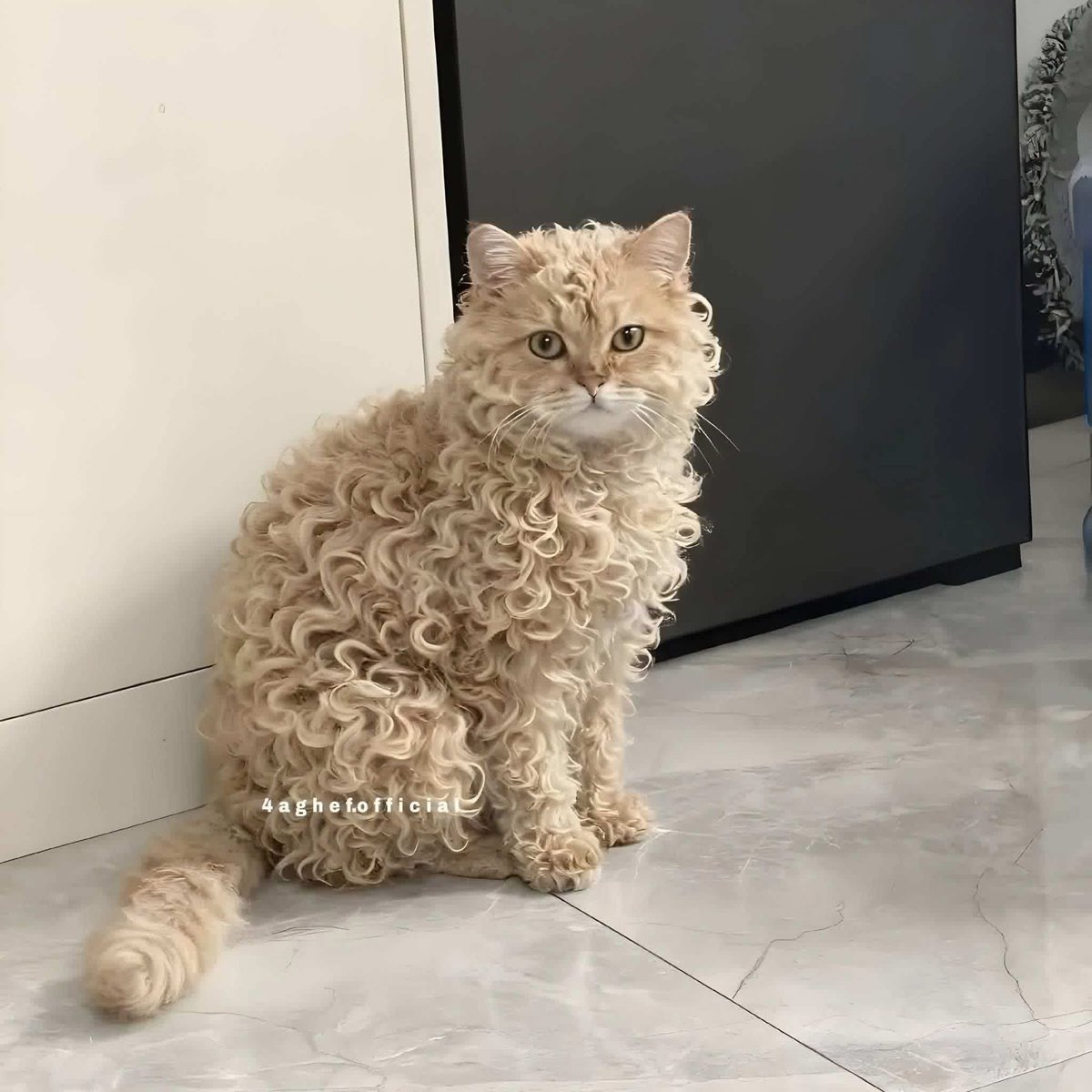 بتر الخواطر tweet media