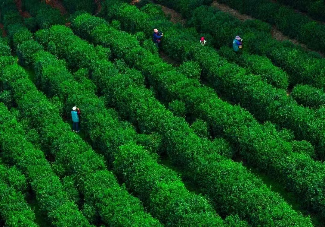 SND_China's tweet photo. Throughout the spring break and #QingmingFestival holiday, 900k+ visitors visited A-level attractions and key provincial-level rural tourism villages in #Suzhou New District (#SND). Scenic spots, museums, parks, countryside... all were buzzing with people. #VisitSND https://t.co/LPMz70wNbh