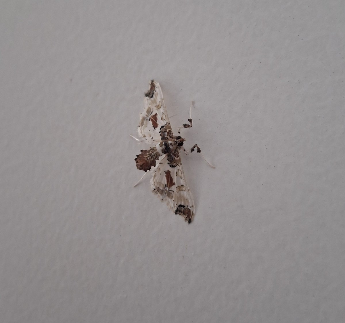 maria 🦇 tweet media