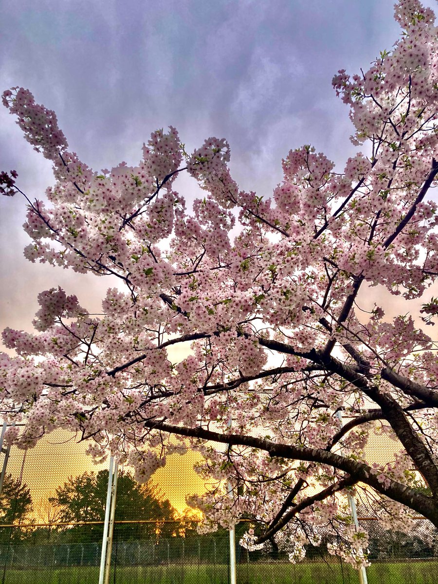 ✨多聞＊tamon✨ tweet media