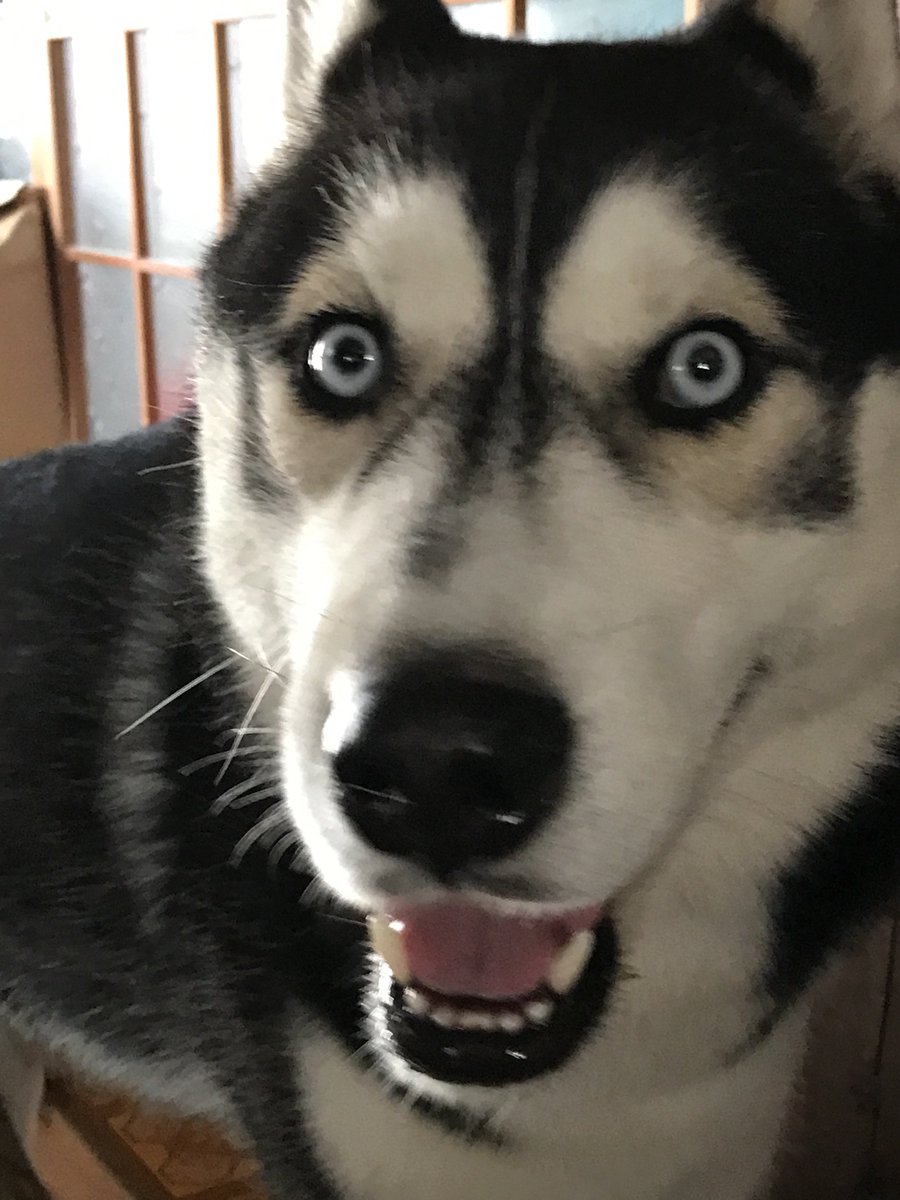 いざや tweet media