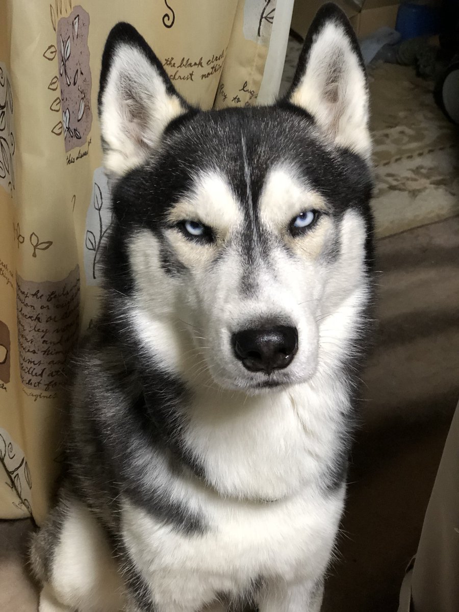 いざや tweet media