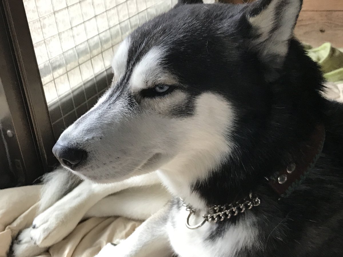 いざや tweet media