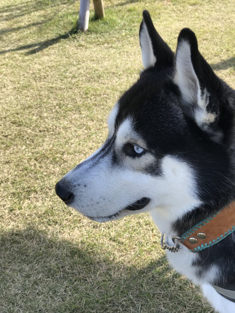 いざや tweet media